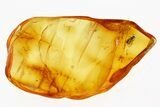 Fossil Parasitic Wasp (Encyrtidae) In Baltic Amber #294331-1